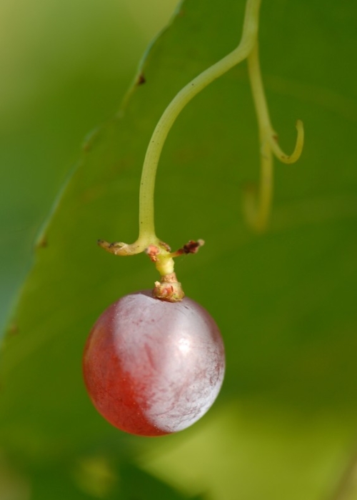 Roter Gutedel ANT 1672